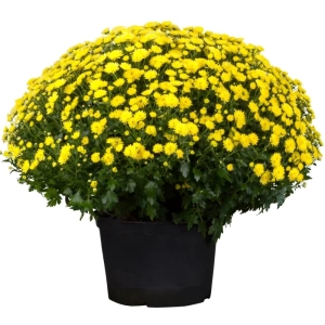 Crizanteme timpurii Globulare - Galbene - La Ghiveci - Inaltime 30 - 40 cm 1