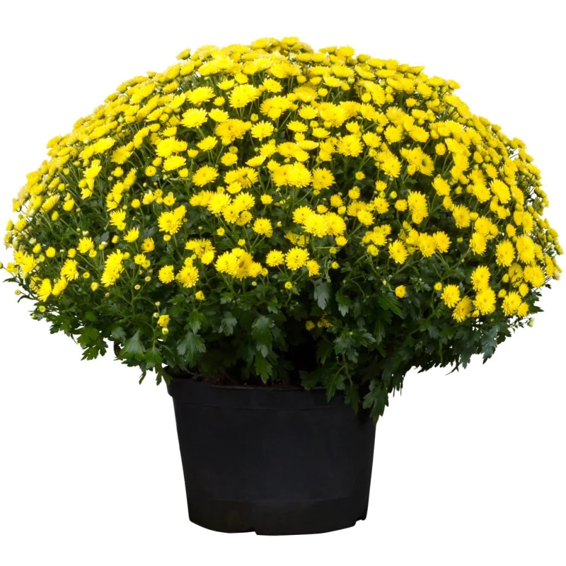 crz-glob-galben Crizanteme timpurii Globulare - Galbene - La Ghiveci - Inaltime 30 - 40 cm 1