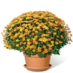 Crizanteme timpurii Globulare - Oranj - La Ghiveci - Inaltime 30 - 40 cm 1