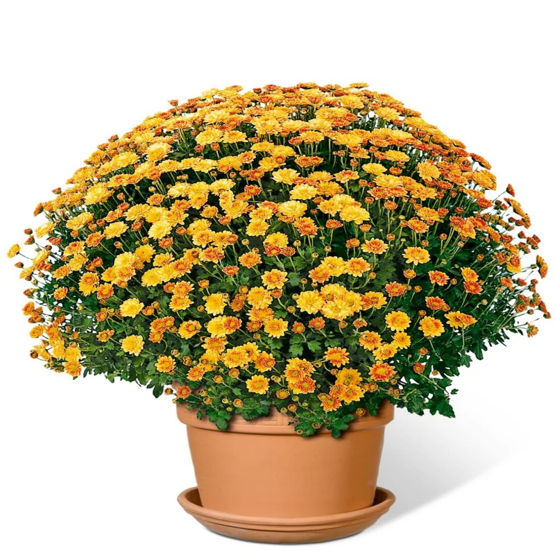 Crizanteme timpurii Globulare - Oranj - La Ghiveci - Inaltime 30 - 40 cm 1