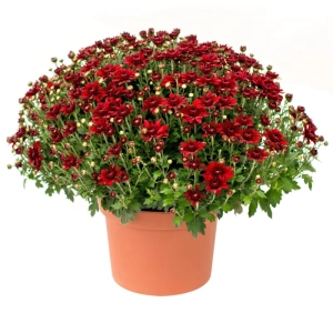 Crizanteme timpurii Globulare - Rosii - La Ghiveci - Inaltime 30 - 40 cm 1