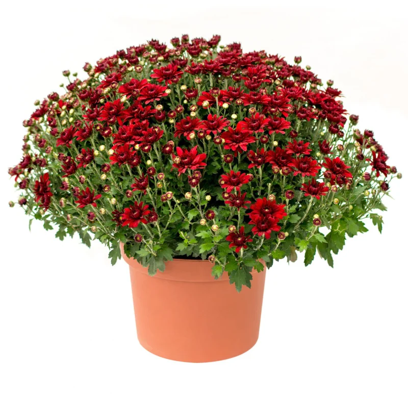 crz-glob-rosii Crizanteme timpurii Globulare - Rosii - La Ghiveci - Inaltime 30 - 40 cm 1