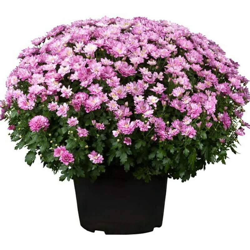 Crizanteme timpurii Globulare - Roz - La Ghiveci - Inaltime 30 - 40 cm 1