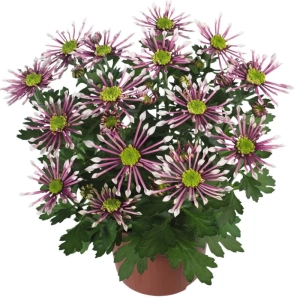 Crizanteme timpurii Splash - Intense - La Ghiveci - Inaltime 30 - 40 cm 1