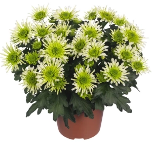 Crizanteme timpurii Splash - Meadow - La Ghiveci - Inaltime 30 - 40 cm 1