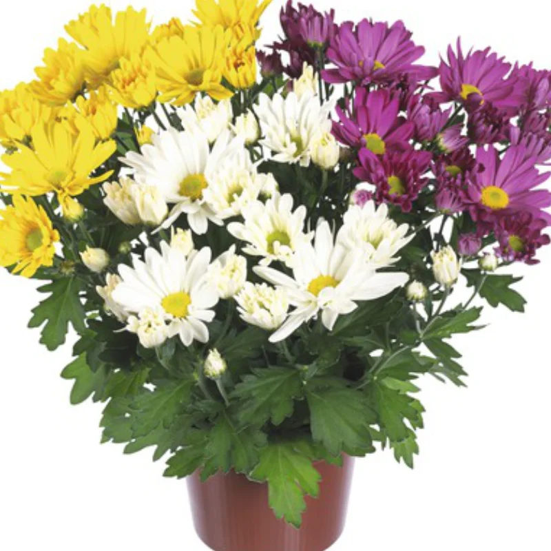 Crizanteme Timpurii - Mix 3 - La Ghiveci - Inaltime 30 - 40 cm 1