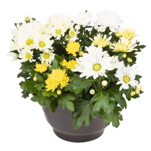 Crizanteme Timpurii - Mix 10 - La Ghiveci - Inaltime 30 - 40 cm 1