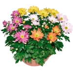 Crizanteme Timpurii - Mix 8 - La Ghiveci - Inaltime 30 - 40 cm 1