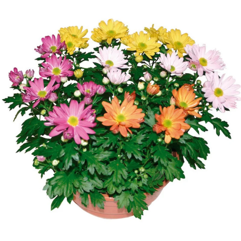 Crizanteme Timpurii - Mix 8 - La Ghiveci - Inaltime 30 - 40 cm 1