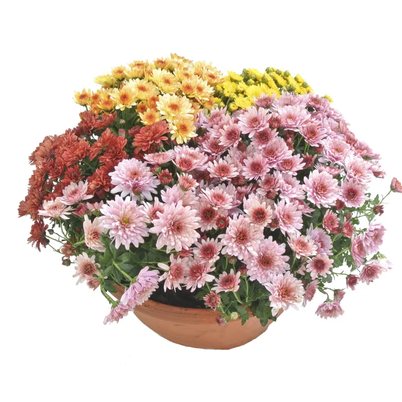crz-mix-4 Crizanteme Timpurii - Mix 6 - La Ghiveci - Inaltime 30 - 40 cm 1