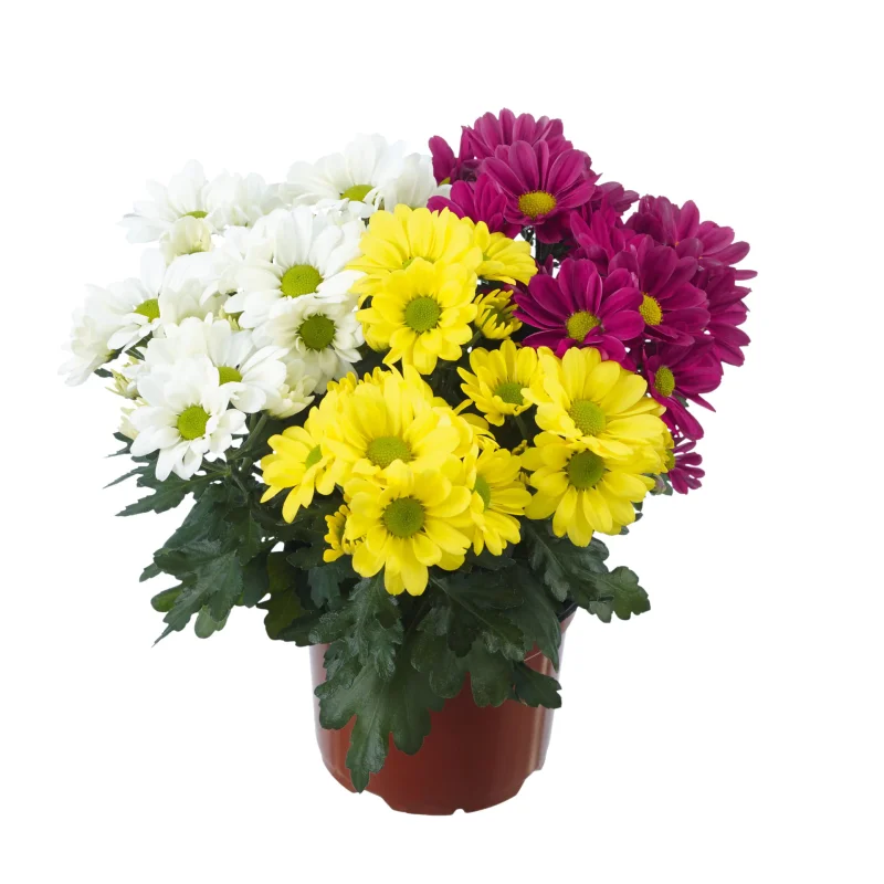 crz-mix-7 Crizanteme Timpurii - Mix 1 - La Ghiveci - Inaltime 30 - 40 cm 1