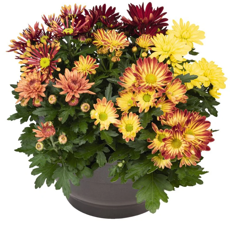 crz-mix-9 Crizanteme Timpurii - Mix 9 - La Ghiveci - Inaltime 30 - 40 cm 1