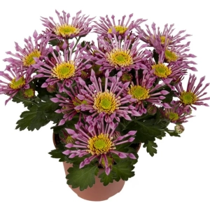Crizanteme timpurii Splash - Purple - La Ghiveci - Inaltime 30 - 40 cm 1