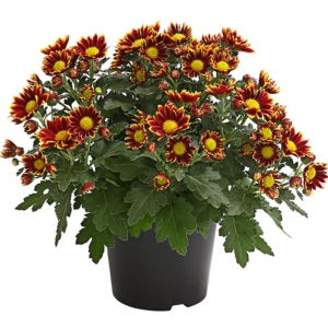 Crizanteme Timpurii - Solinea Red - La Ghiveci - Inaltime 30 - 40 cm 1