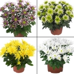 Pachet Crizanteme Splash - La Ghiveci - Inaltime 30 - 40 cm 1