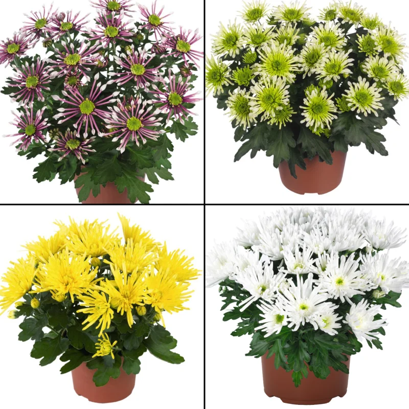 Pachet Crizanteme Splash - La Ghiveci - Inaltime 30 - 40 cm 1