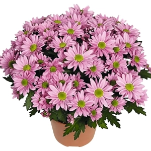 Crizanteme Timpurii - Swifty - La Ghiveci - Inaltime 30 - 40 cm 1