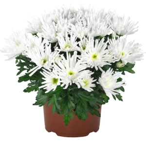 Crizanteme timpurii Splash - White - La Ghiveci - Inaltime 30 - 40 cm 1