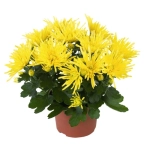 Crizanteme timpurii Splash - Yellow - La Ghiveci - Inaltime 30 - 40 cm 1