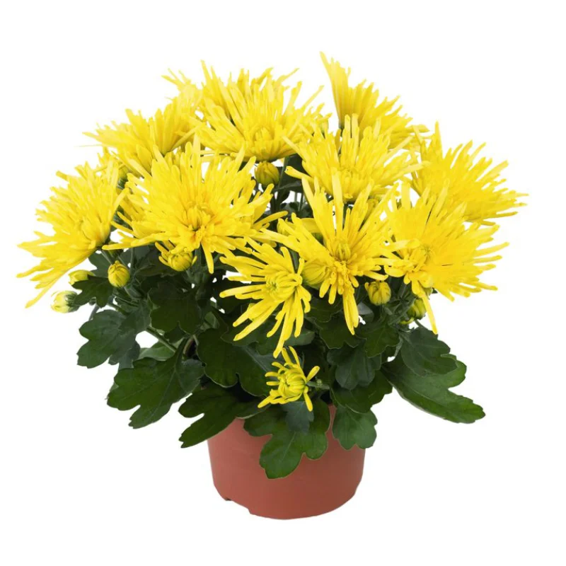 crz-yellow Crizanteme timpurii Splash - Yellow - La Ghiveci - Inaltime 30 - 40 cm 1