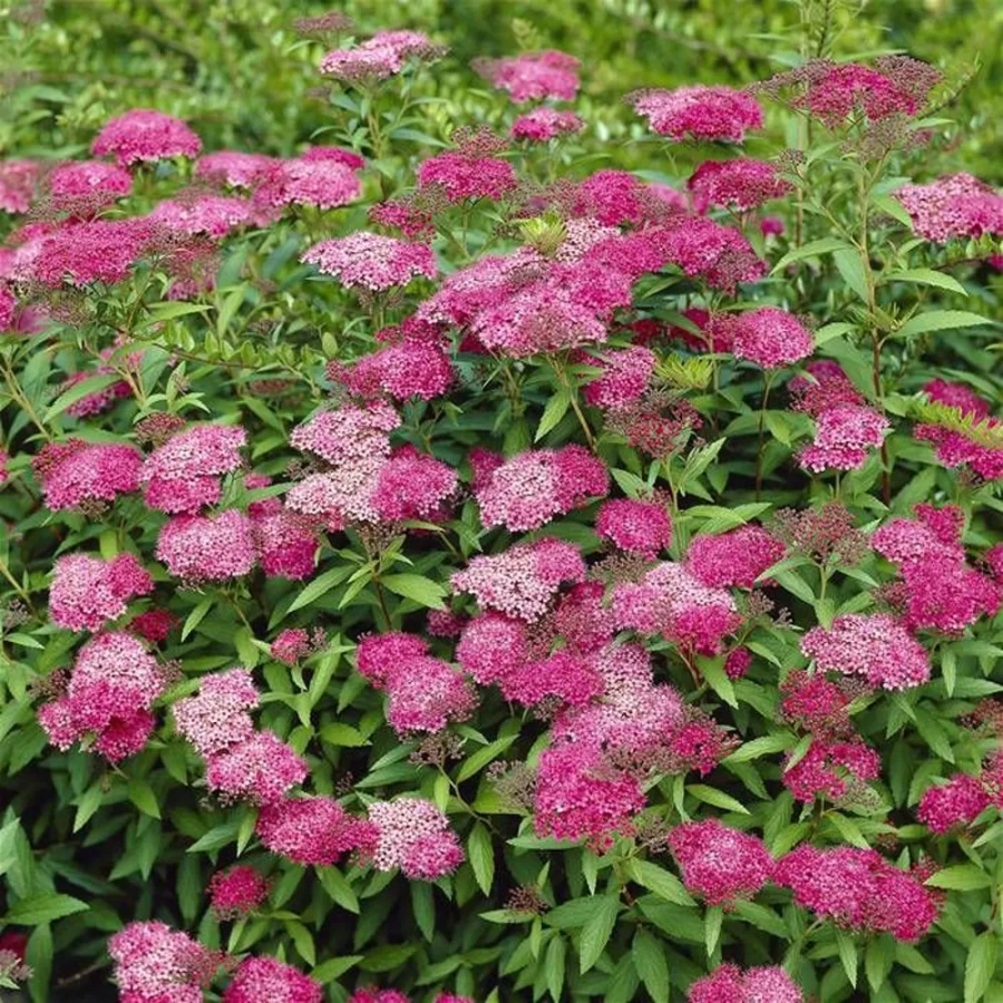 Spiraea - Cununiță Japoneza Anthony Waterer 1