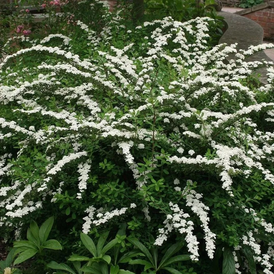 Spiraea - Cununiță White Carpet Vandeputte 1