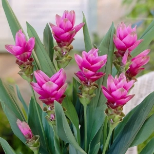 Curcuma Alismatifolia 1