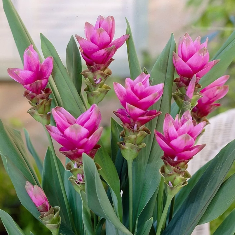 Curcuma Alismatifolia 1
