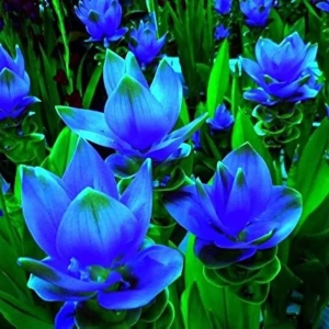 Curcuma Blue 1