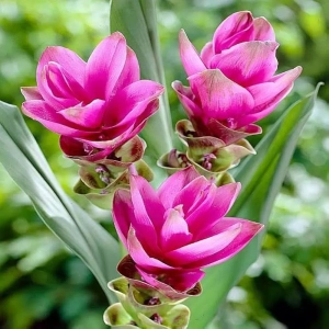 Curcuma Orhideea