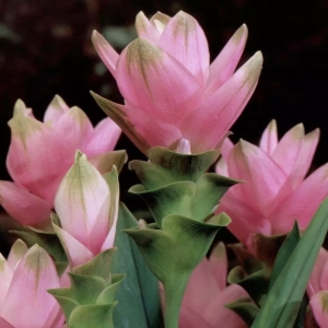 Curcuma Pink 1