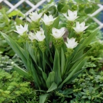 Curcuma White Wonder 1