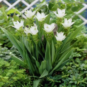 Curcuma White Wonder 1