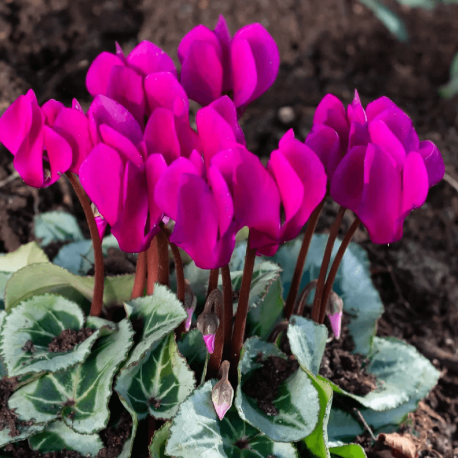cyclamen hedermil