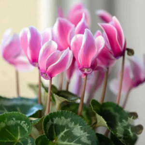 Cyclamen Overig 1