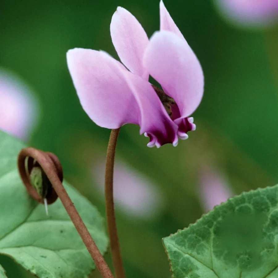 cyclamen-pink Cyclamen Pink 1