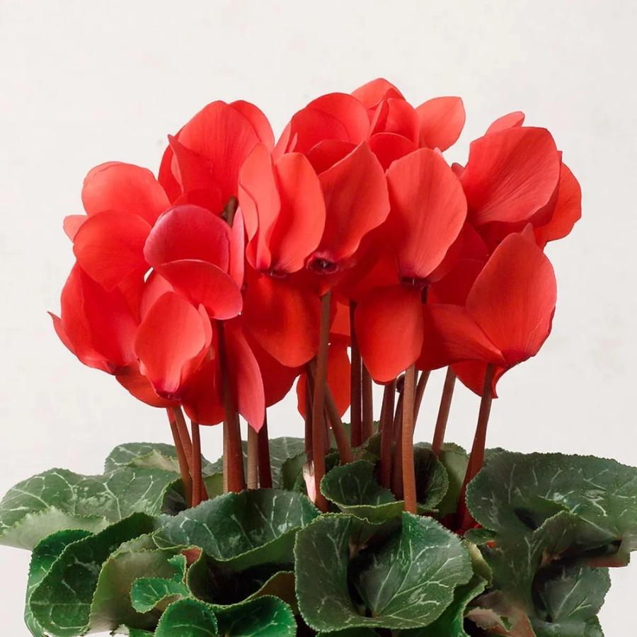 cyclamen-red Cyclamen Red 1