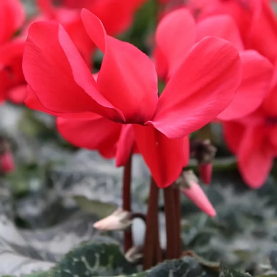 Cyclamen Red Flower 1