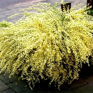 Cytisus Allgold la Ghiveci 2L (60-70 cm) 1