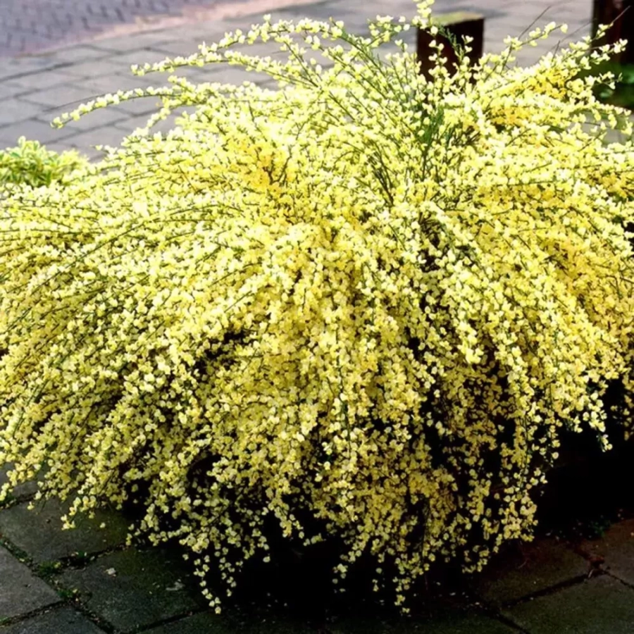 Cytisus Allgold la Ghiveci 2L (60-70 cm) 1