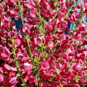 Cytisus Boskoop Ruby la Ghiveci 2L (60-70 cm) 1