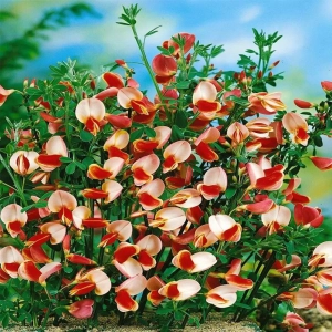 Cytisus