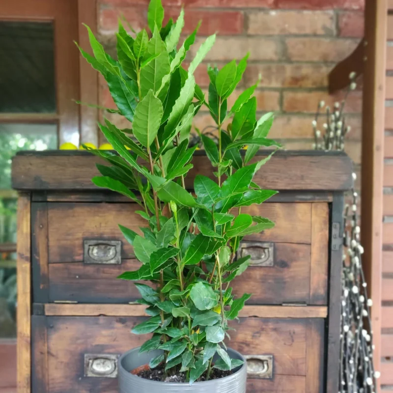 dafin-comestibil Dafin comestibil - Laurus Nobilis - La Ghiveci - Inaltime 20 - 30 cm 1