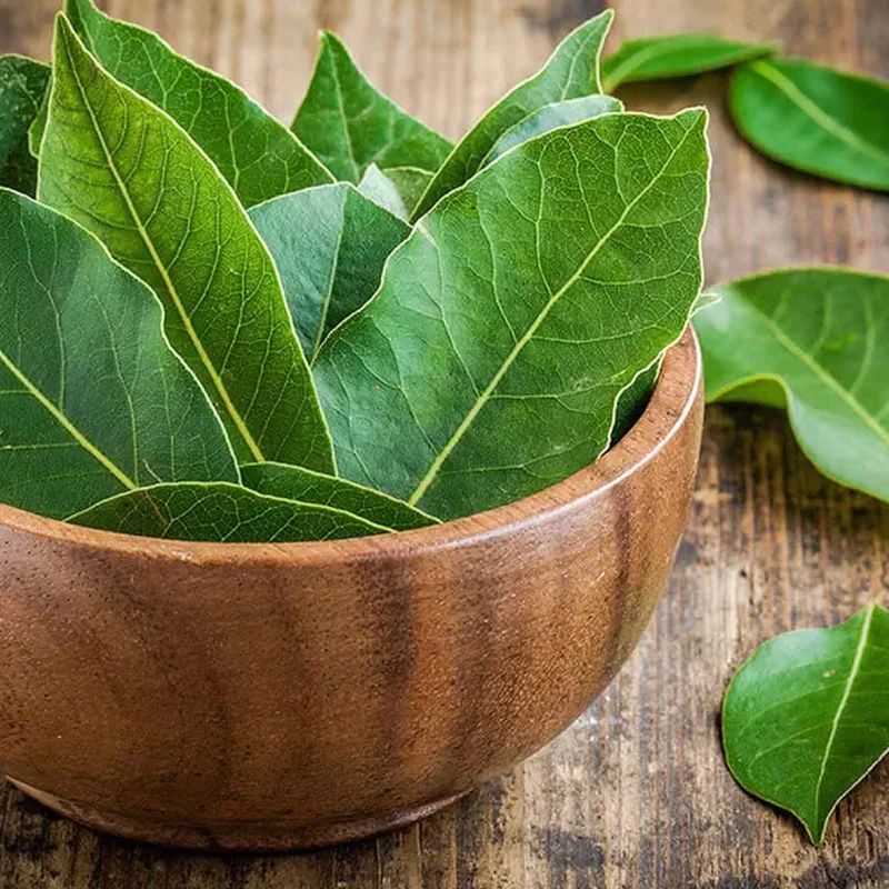 Dafin comestibil - Laurus Nobilis - La Ghiveci - Inaltime 20 - 30 cm 2