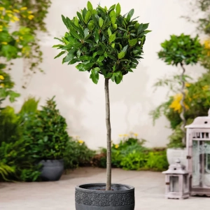 Dafin comestibil Tip Copacel - Laurus Nobilis - La Ghiveci - Inaltime 70 - 80 cm 1