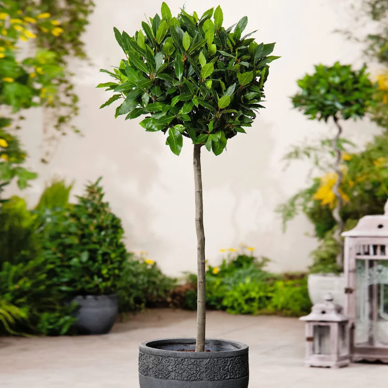 dafin-copacel Dafin comestibil Tip Copacel - Laurus Nobilis - La Ghiveci - Inaltime 70 - 80 cm 1