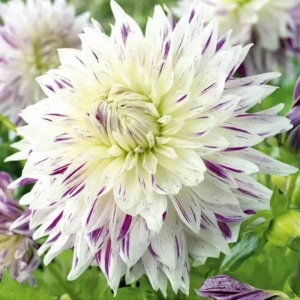 Rizomi de Dalie Akitas Stripedf 1