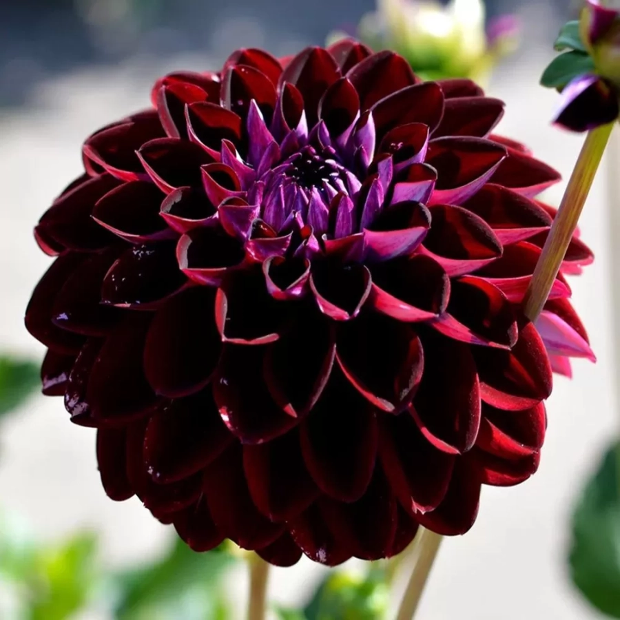 Rizomi de Dalie Arabian Night 1