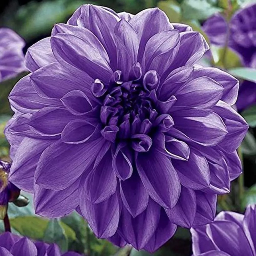 dalie-blue-boy Rizomi de Dalie Blue Boy 1