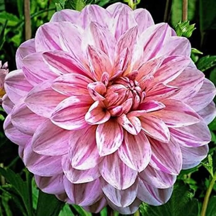 Rizomi de Dalie Bonesta 1